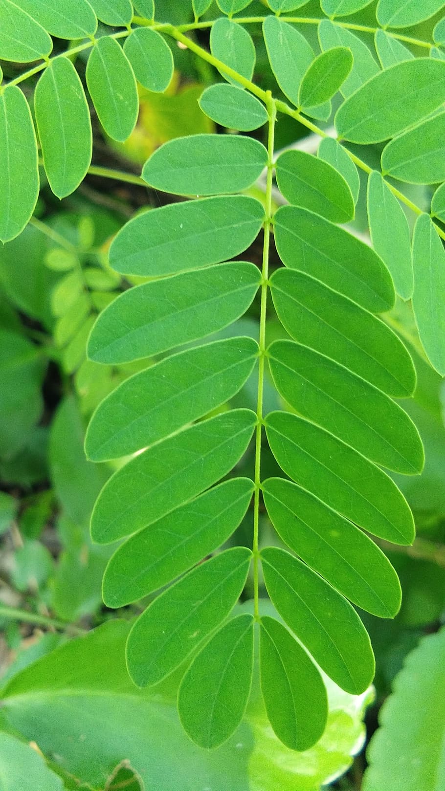 subaru, tree, lip, plant part, leaf, green color, growth, close-up HD wallpaper