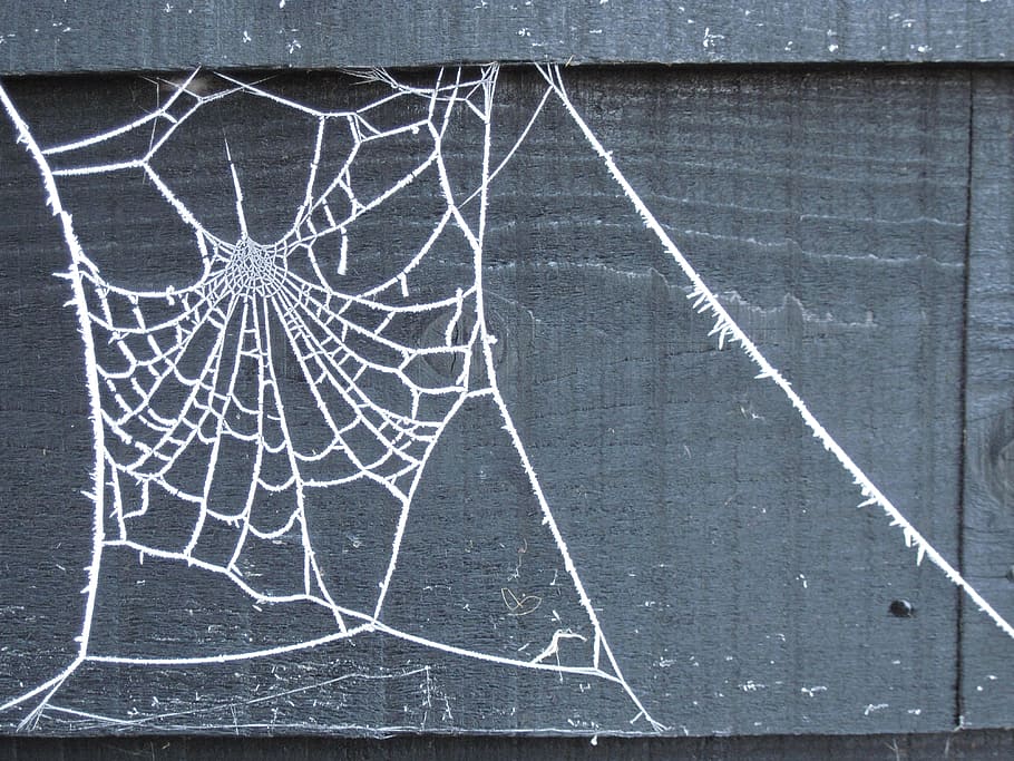 Web, Winter, Ice, White, Frost, december, design, nature, spiderweb HD wallpaper