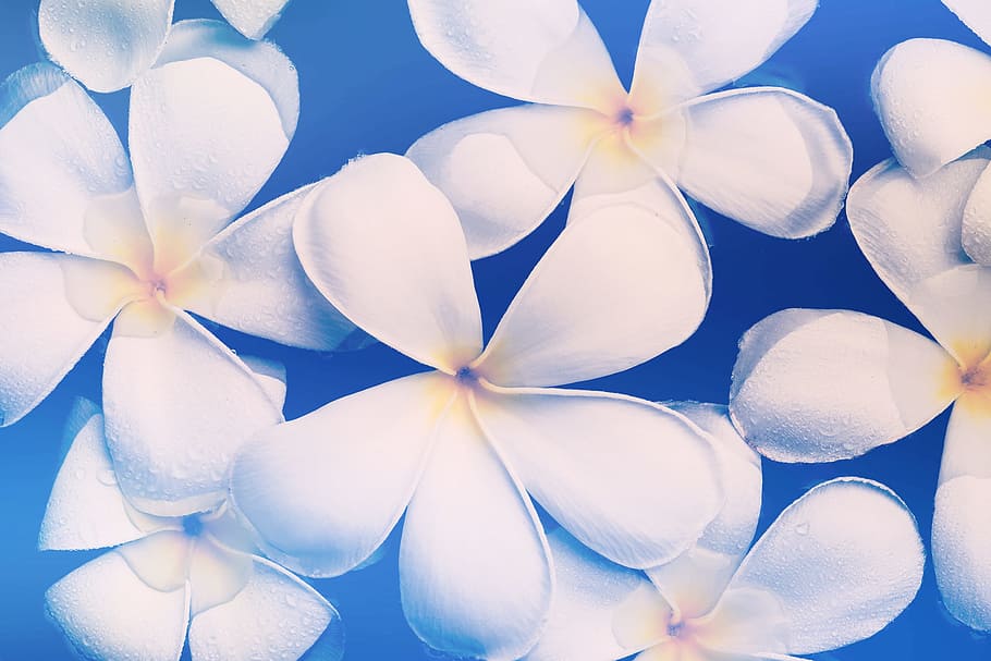 Tilt Lens Photography of White Flowers, abstract, beautiful, blue HD wallpaper