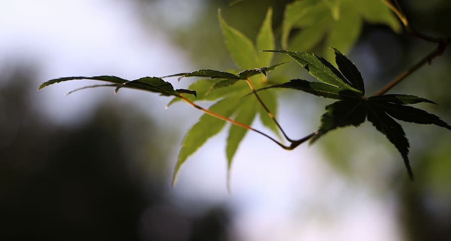 leaf, branch, nature, landscape, green, eventide, plants, afternoon HD wallpaper