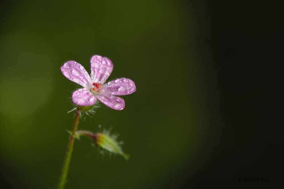 shallow focus photography of pink petaled flower, spring, forest HD wallpaper