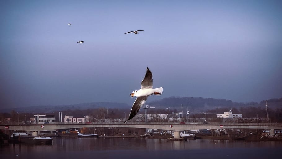Seagull, Weil Am Rhein, In Flight, flying, bird, sky, airplane, HD wallpaper
