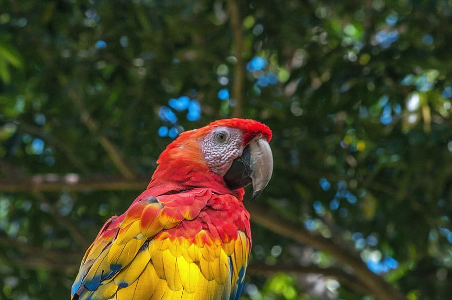scarlet macaw, parrot, feathers, bird, tree, tropical bird HD wallpaper