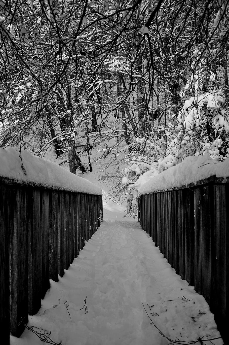 HD wallpaper: black, white, black white, photography, picture, nature, snow  | Wallpaper Flare