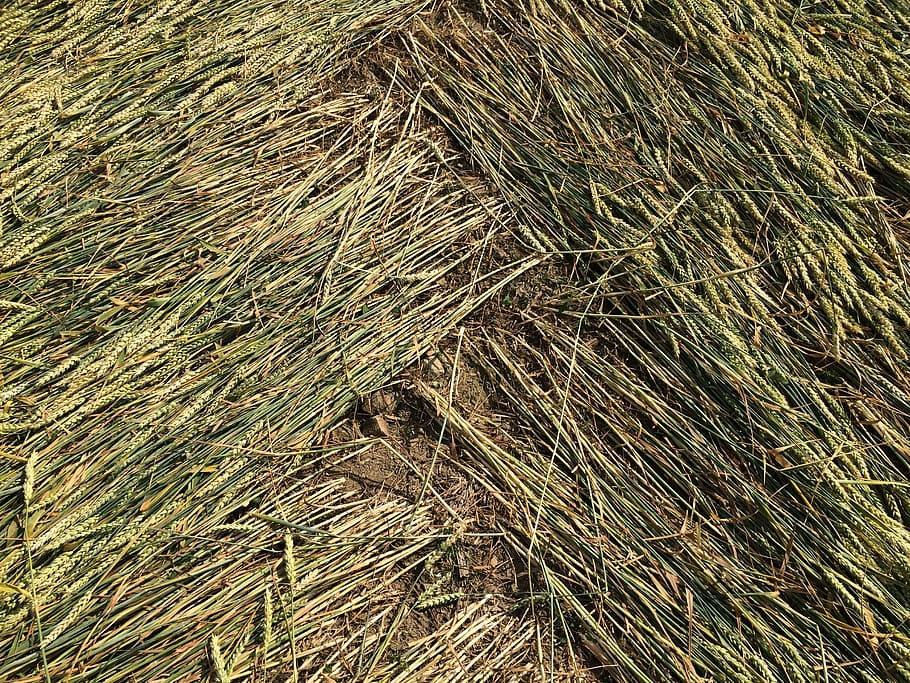 grain, crop circle, zig zag, backgrounds, nature, hay, pattern