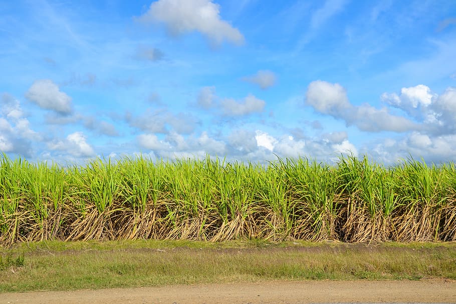 person shows green leafed plants during daytime, Sugar Cane, Field