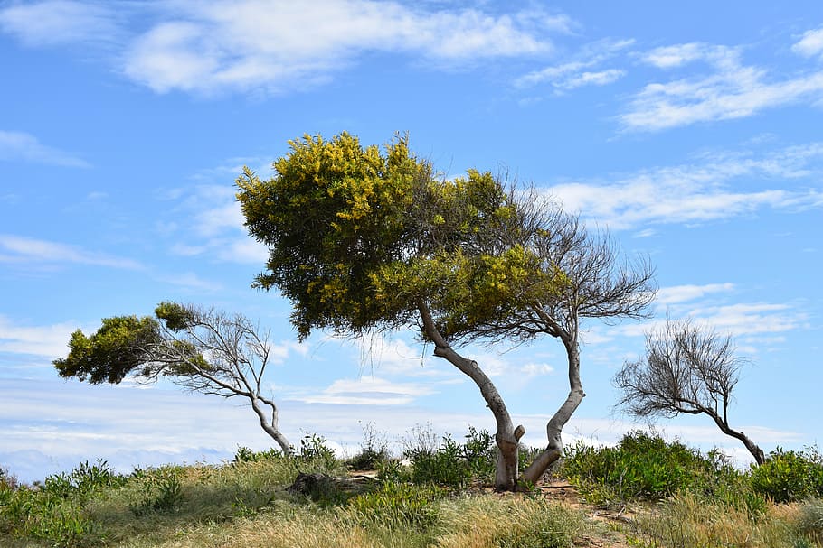 trees, dune, landscape, nature, sky, clouds, makronissos, ayia napa HD wallpaper