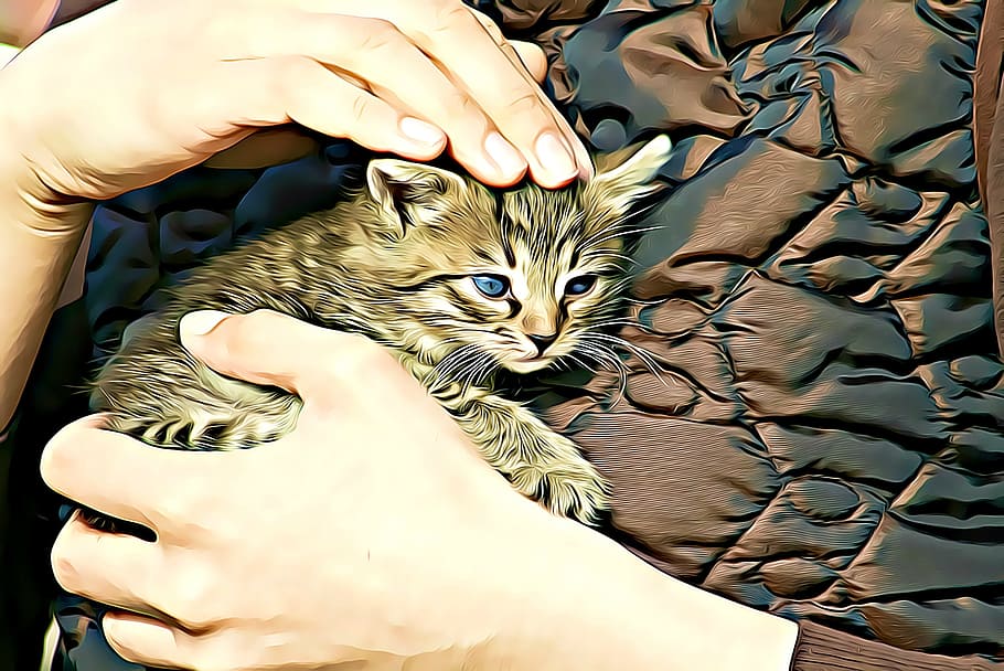 person holding gray kitten, Digital, Graphics, Cat, Pets, fauna, HD wallpaper