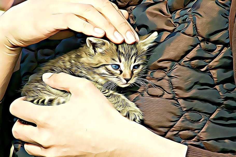 person holding gray kitten, Digital, Graphics, Cat, Pets, fauna HD wallpaper
