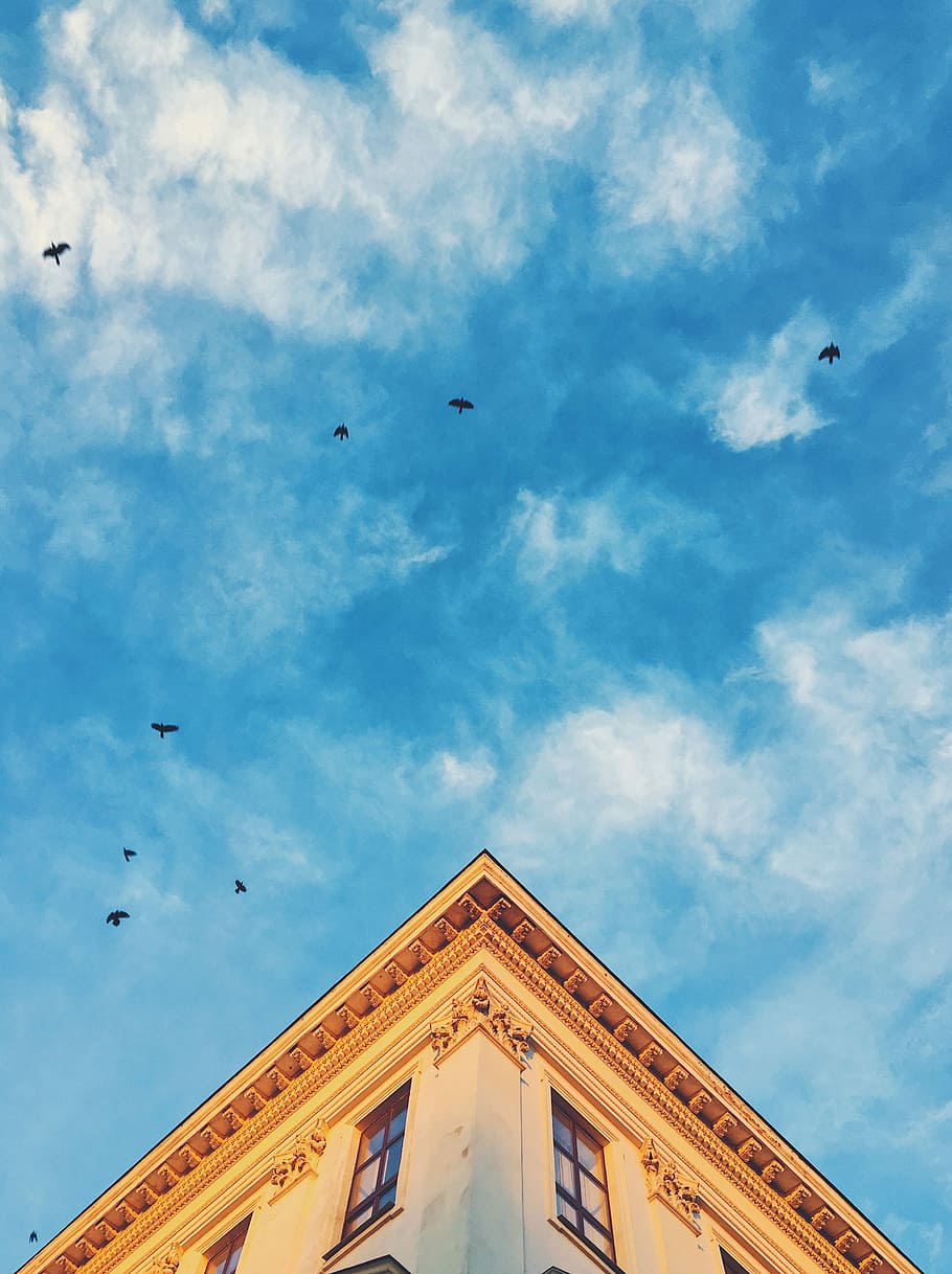 time lapse photography of flying birds, flock of black bird near brown concrete building under white clouds and blue sky HD wallpaper