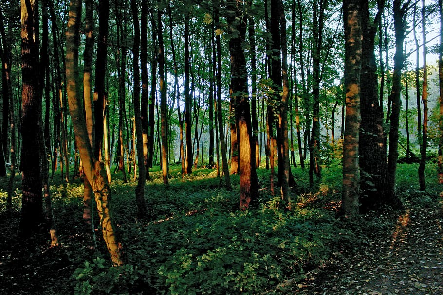 forest, light, last rays, mood, light beam, trees, flooded HD wallpaper