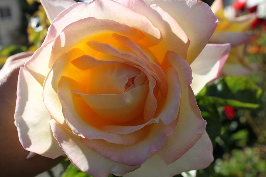rose, white, pink, close, macro, blossom, bloom, flower, garden HD wallpaper