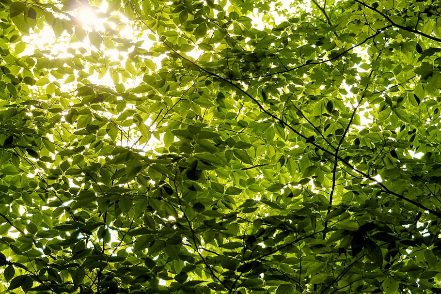 branches, green, leaves, tree, leaf, nature, forest, green Color HD wallpaper