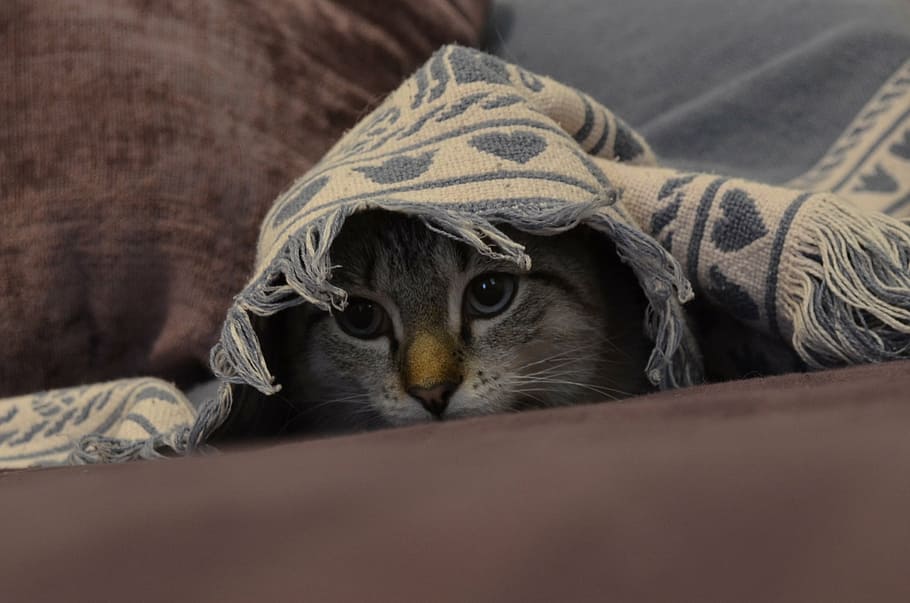 close-up photograph of gray cat under the blanket, kitten, cute