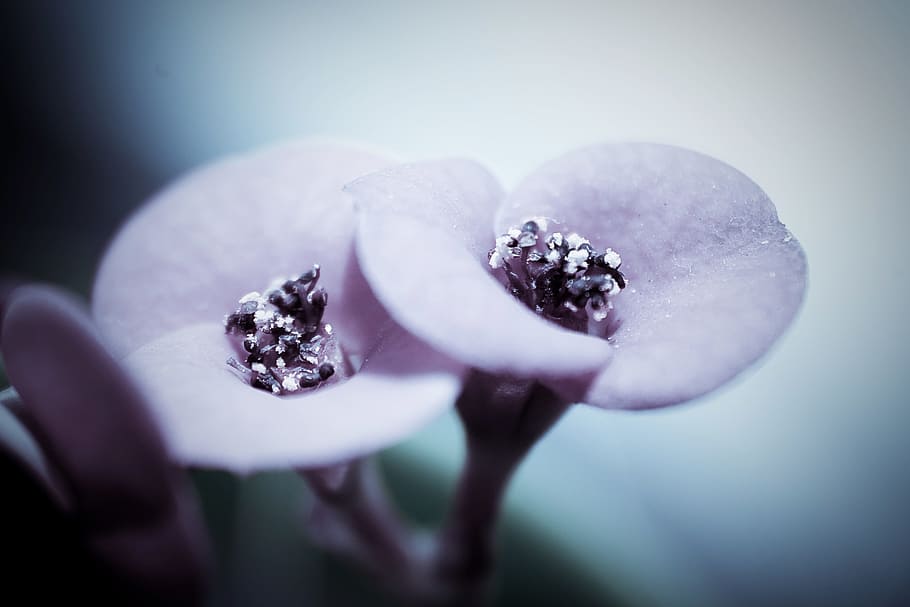 selective focus photography of pink Euphorbia milii flower HD wallpaper