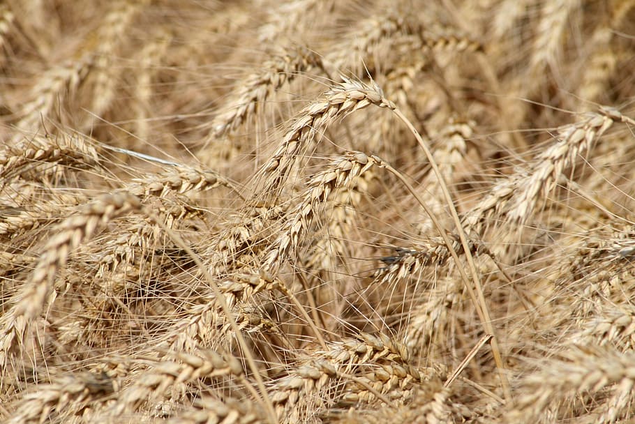 sowing, harvest, wheat, cornfield, wheatfield, grain, crop HD wallpaper