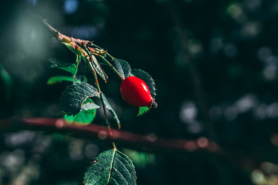 selective focus photography of red fruit, berry, tree, garden HD wallpaper
