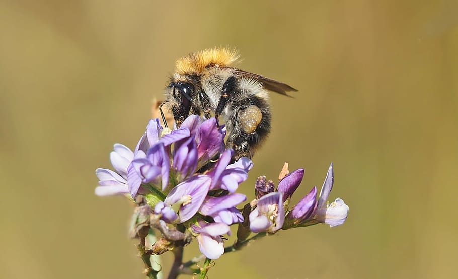 insect, plant, nature, flowering plant, animal themes, invertebrate HD wallpaper