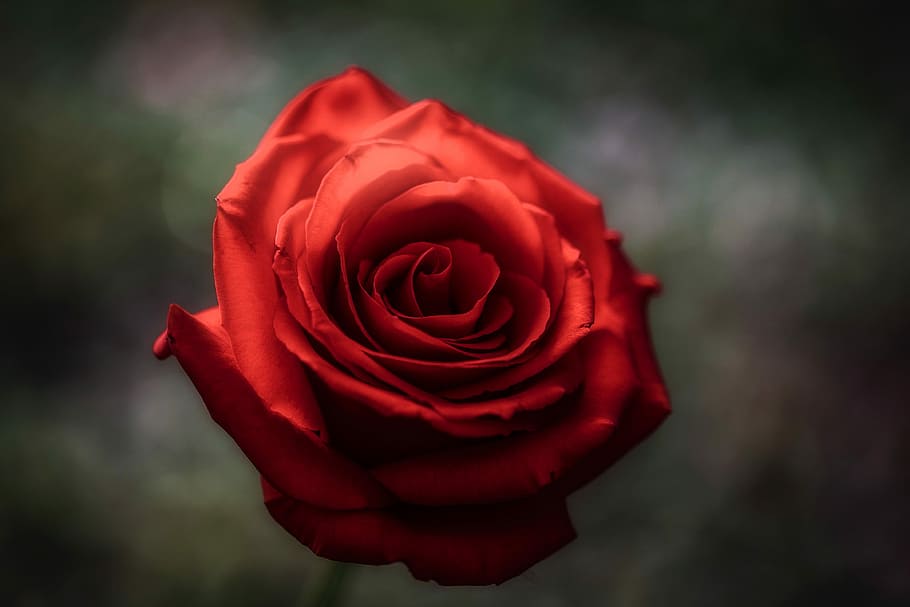 selective focus of red rose, tilt-shift photography of red rose, HD wallpaper