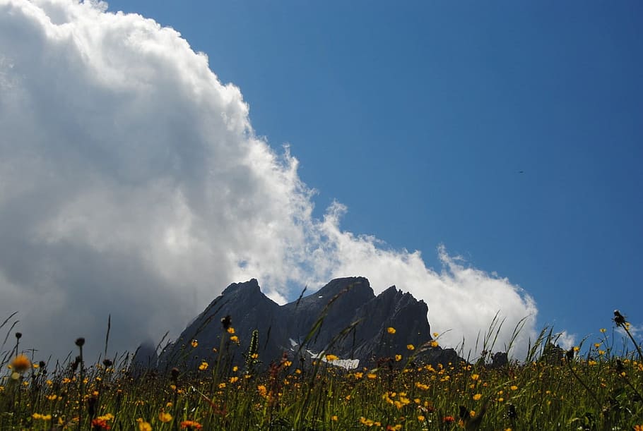 Mountain, Dolomites, Flowers, sky, clouds, prato, plants, summer HD wallpaper