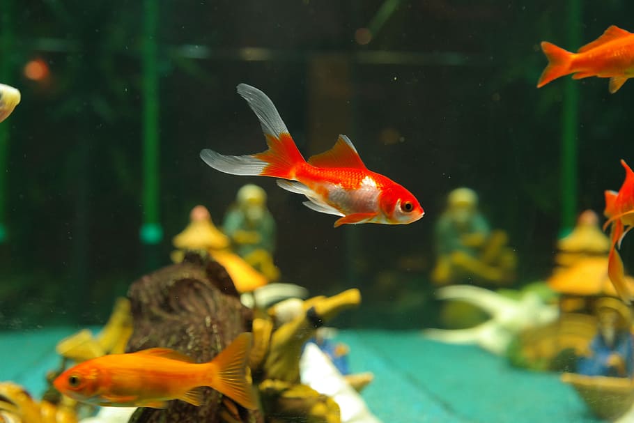 white and red tank fishes in aquarium, goldfish, freshwater fish