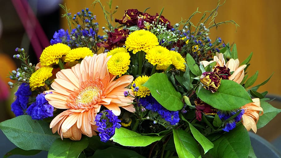 flower, nature, plant, leaf, flowering plant, freshness, vulnerability HD wallpaper