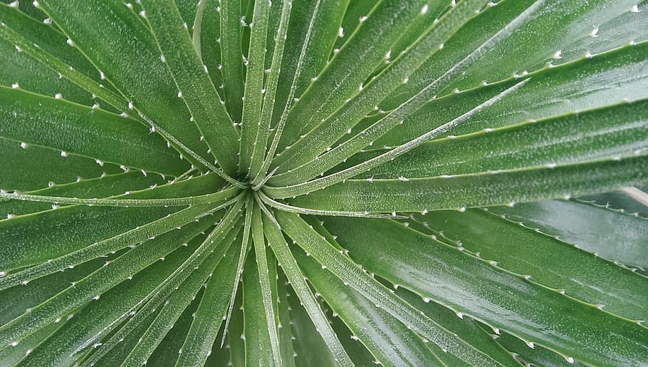 nature, close, leaf, plant, of course, green, garden, decoration HD wallpaper