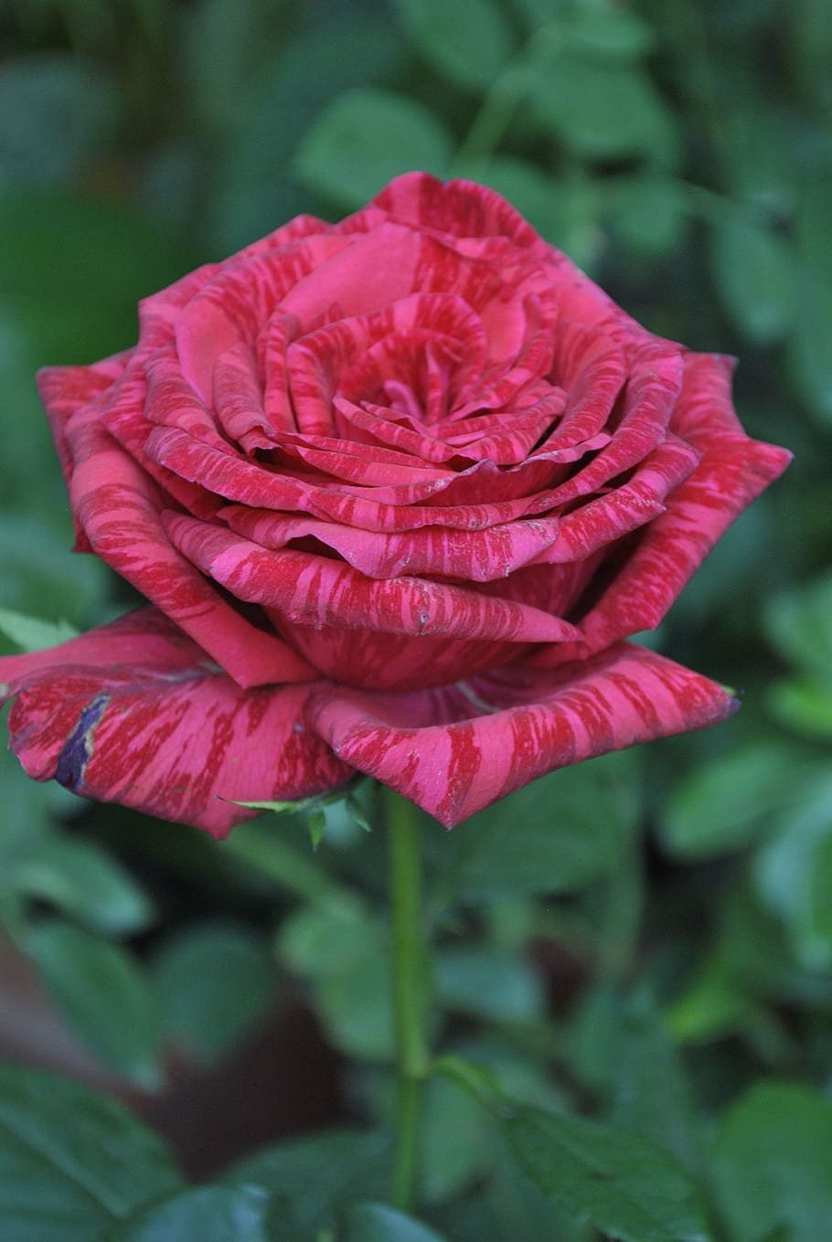 flower, rosa, garden, flowering plant, fragility, beauty in nature HD wallpaper