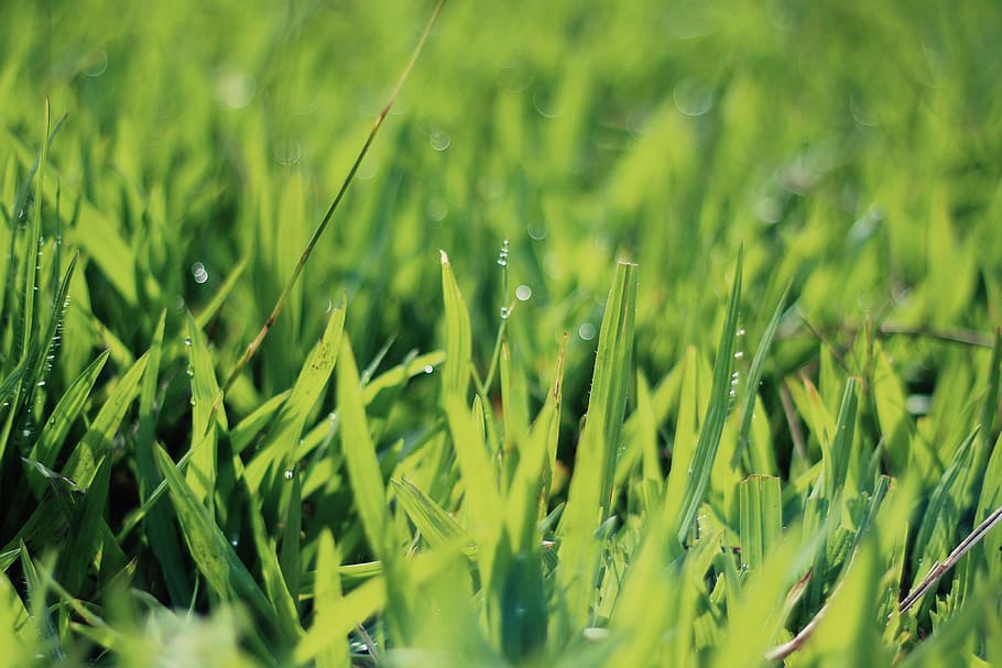 closeup photography of green grasses with water droplets, closeup photography of green grasses at daytime HD wallpaper