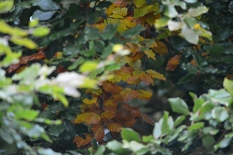 leaf, leaves, autumn, forest, green leaves, plant, autumn leaf HD wallpaper