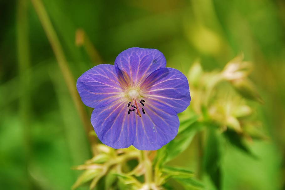 Flower, Violet, Petals, verte, purple flower, nature, color purple HD wallpaper