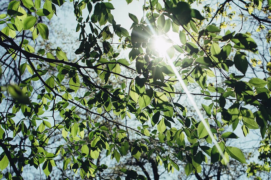 green leafed tree under sunlight, shading, nature, trees, branches HD wallpaper