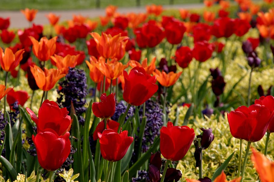 tulips, red, many, flowers, nature, spring, floral, green, blossom HD wallpaper