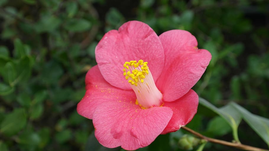 camellia, camellia japonica, tea tree plant, shrub flower, flora, HD wallpaper