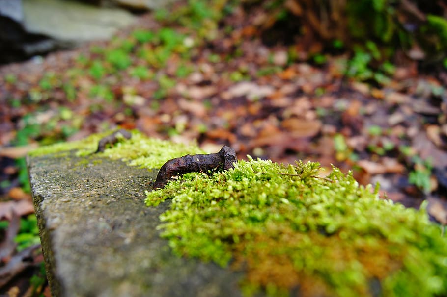 nail, stainless, rusted, moss, old, animal themes, one animal HD wallpaper