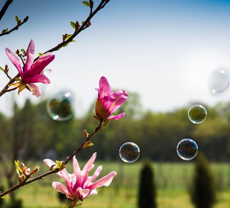 magnolia, bubbles, spring, green, pink, plant, fragility, vulnerability HD wallpaper