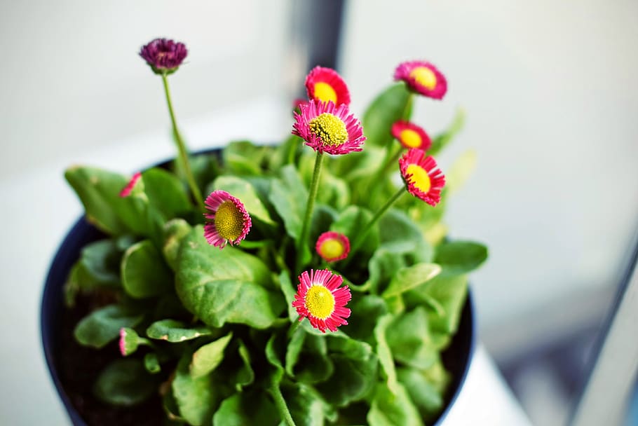 bloom, blossom, flora, flowers, macro, flowering plant, freshness HD wallpaper