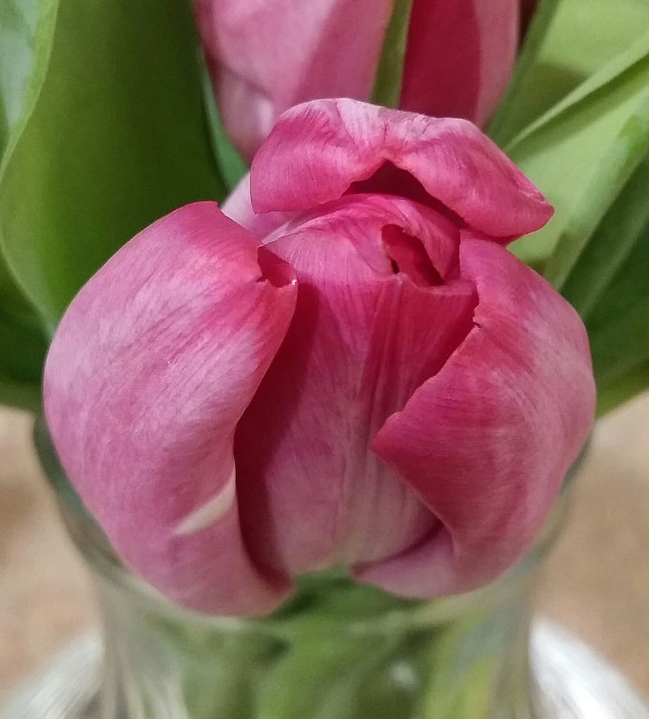 Flower, Pink, Nature, Blossom, green, color, leaf, fresh, plant HD wallpaper