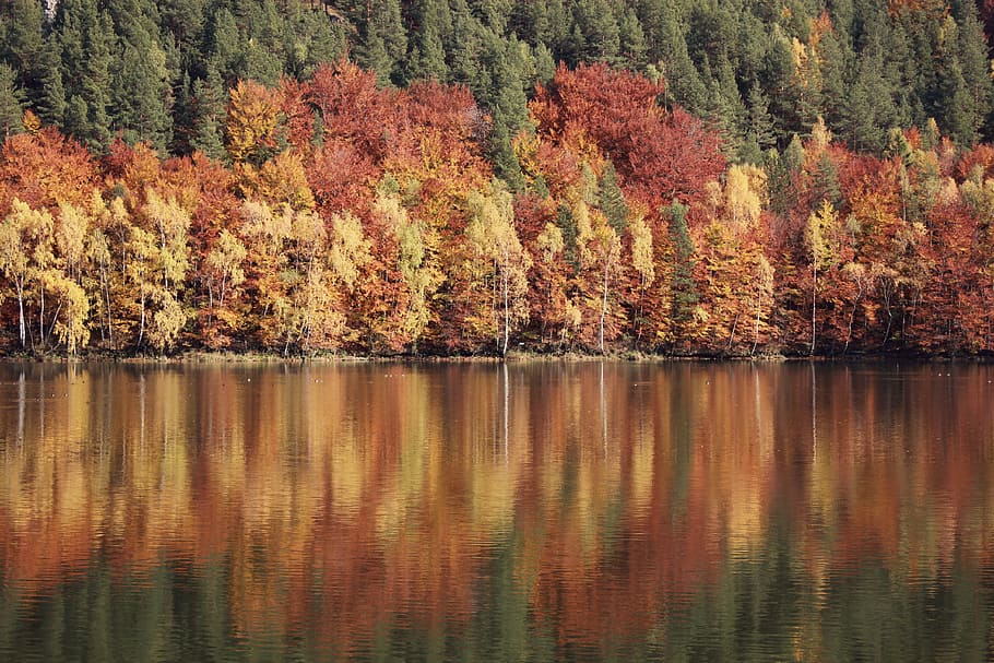 nature, water, forest, trees, autumn, daylight, fall, lake, outdoors HD wallpaper