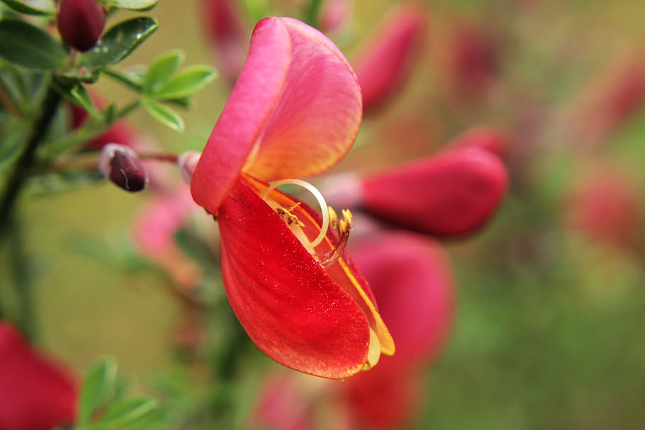 red, green, spring, plants, texture, pattern, leaves, nature HD wallpaper