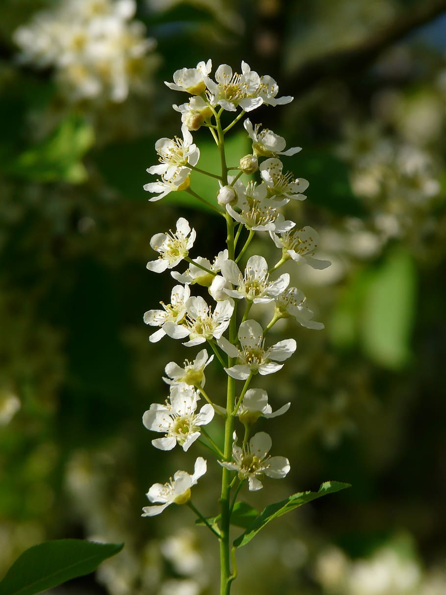 common bird cherry, black cherry, tree, flowers, white, spring HD wallpaper