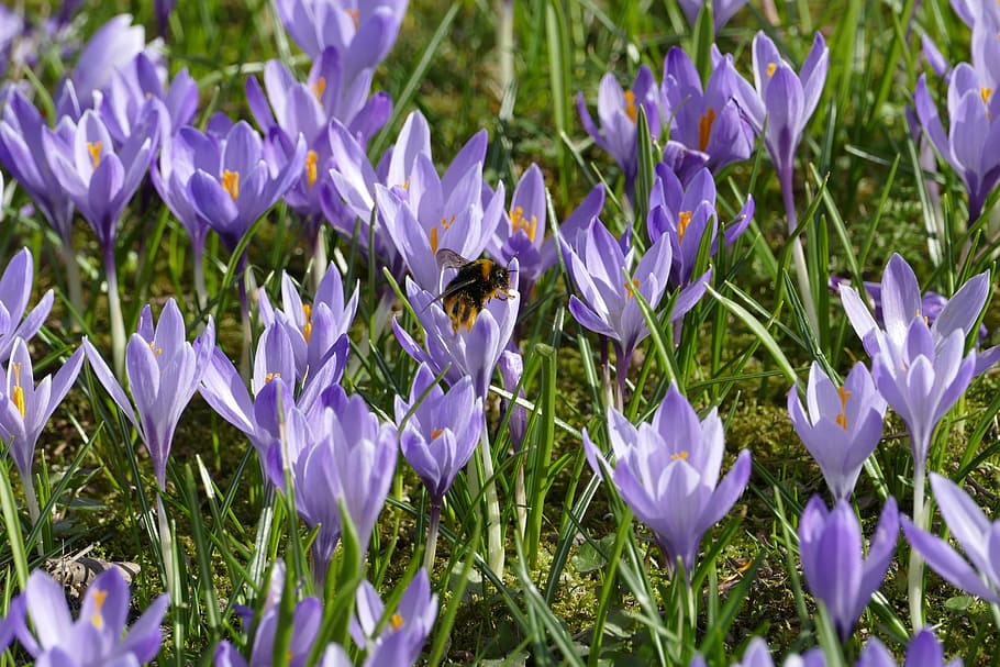 crocus, hummel, spring, flower, nature, plant, flowers, flowering plant HD wallpaper