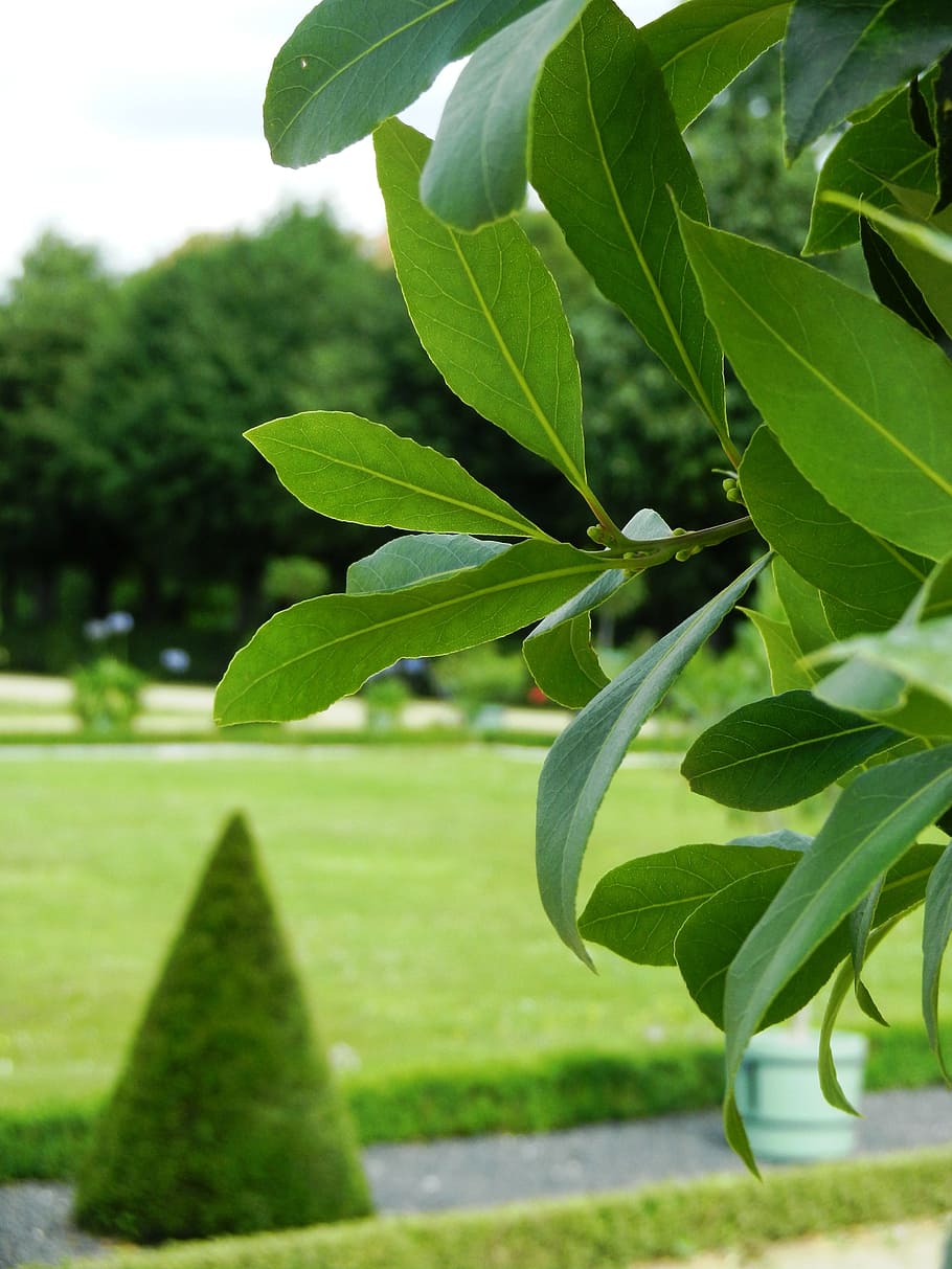 park, plants, nature, tree, foliage, green, grass, garden, summer HD wallpaper
