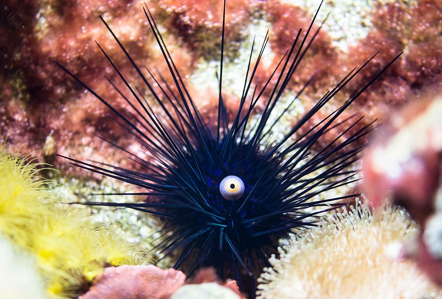 sea urchins, ocean, gift, sting, sea animal, underwater, meeresbewohner, HD wallpaper