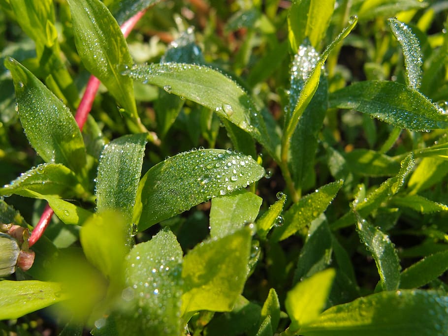 grass, rosa, drops, green, greens, macro, shades of green, nature HD wallpaper