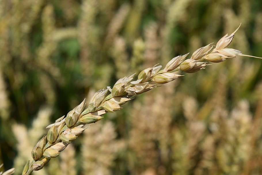 wheat, grain, cereals, close, cornfield, ear, agriculture, summer HD wallpaper