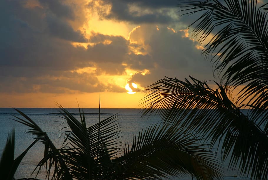 beach, sunset, coast, palm tree, tropical climate, sky, beauty in nature HD wallpaper