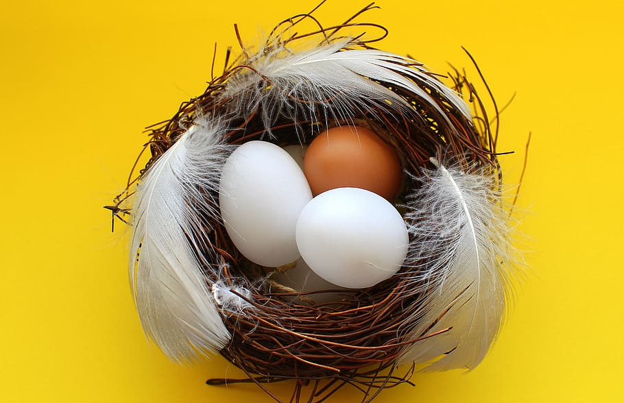 white and brown eggs on nest, socket, feathers, easter, eating HD wallpaper