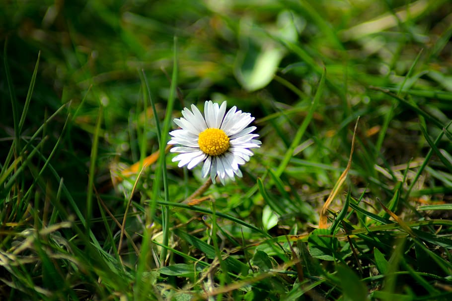 daisy, green, grass, day, flowering plant, freshness, fragility HD wallpaper