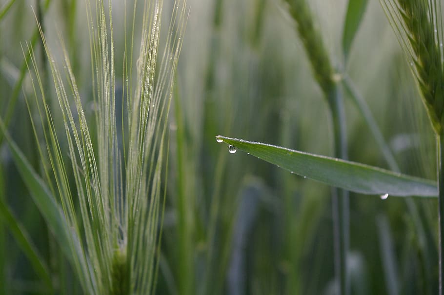 wheat, wheat field, morgentau, dewdrop, plant, nature, drip HD wallpaper